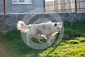 Cute fluffy white dog in the green grass