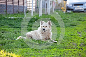 Cute fluffy white dog in the green grass