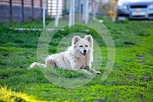 Cute fluffy white dog in the green grass