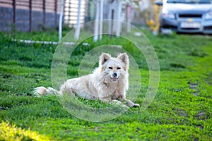 Cute fluffy white dog in the green grass