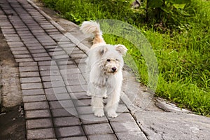 Cute and fluffy white dog with pet tag, on concrete sidewalk next to green grass.