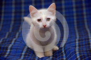 Cute fluffy white kitten on a blue
