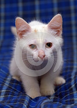 Cute fluffy white kitten on a blue