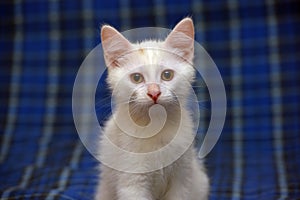 Cute fluffy white kitten on a blue