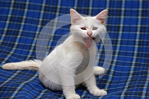 Cute fluffy white kitten on a blue