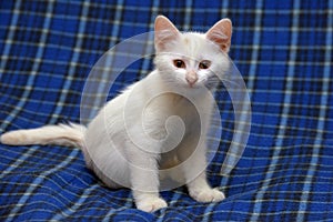 Cute fluffy white kitten on a blue