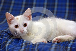 Cute fluffy white kitten on a blue