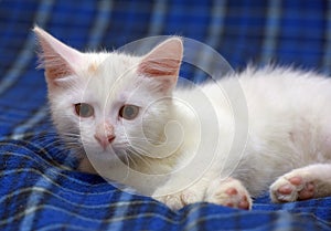 Cute fluffy white kitten on a blue