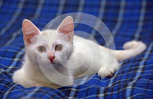 Cute fluffy white kitten on a blue