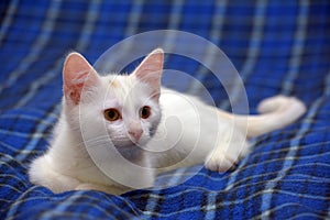 Cute fluffy white kitten on a blue