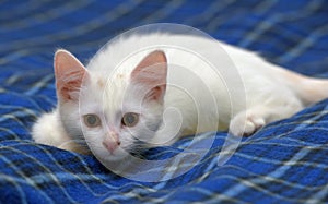 Cute fluffy white kitten on a blue