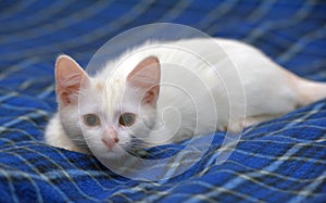 Cute fluffy white kitten on a blue