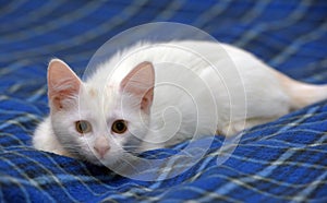 Cute fluffy white kitten on a blue