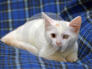 Cute fluffy white kitten on a blue