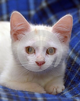 Cute fluffy white kitten on a blue