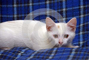 Cute fluffy white kitten on a blue