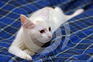 Cute fluffy white kitten on a blue