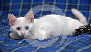 Cute fluffy white kitten on a blue