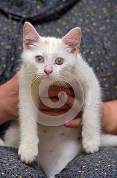 Cute fluffy white kitten on a blue