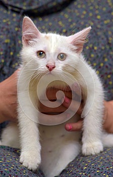 Cute fluffy white kitten on a blue