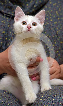 Cute fluffy white kitten on a blue