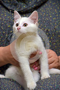 Cute fluffy white kitten on a blue