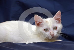 Cute fluffy white kitten on a blue