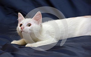 Cute fluffy white kitten on a blue