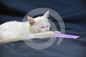 Cute fluffy white kitten on a blue