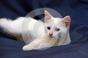 Cute fluffy white kitten on a blue