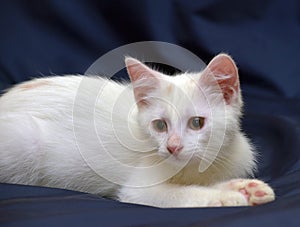 Cute fluffy white kitten on a blue