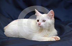 Cute fluffy white kitten on a blue