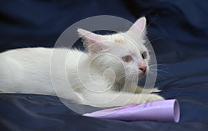 Cute fluffy white kitten on a blue