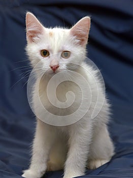 Cute fluffy white kitten on a blue