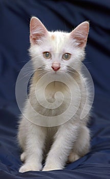 Cute fluffy white kitten on a blue