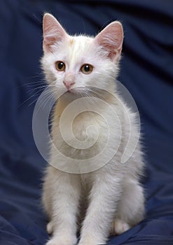 Cute fluffy white kitten on a blue