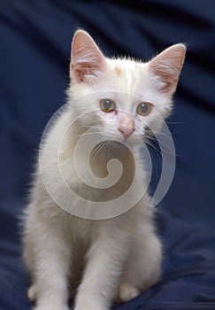 Cute fluffy white kitten on a blue