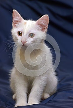 Cute fluffy white kitten on a blue