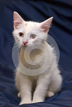 Cute fluffy white kitten on a blue