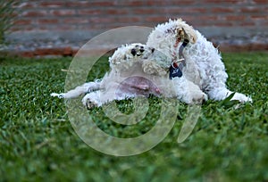 Cute fluffy white poodle dog with an umbilical hernia licking itself on the green grass