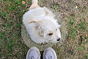 Cute fluffy white puppy is looking up on its owner. Flat lay on a dog and humanÃ¢â¬â¢s feet on a summer grass photo