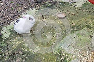 Cute fluffy white rabbit sitting on the ground in close up