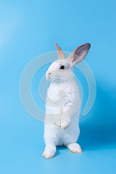 Cute fluffy white rabbit standing on two feet because of naughtiness on a blue background