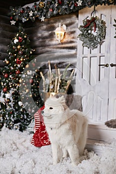 Cute fluffy white Samoyed dog posing in a living room near Christmas tree and decorated for New year interior. Beautiful