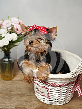 The cute, fluffy Yokrshire terrier puppy closed his eyes, sitting in a white wicker basket against a white background