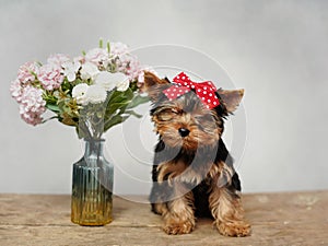 A cute, fluffy Yokrshire Terrier Puppy closed his eyes, sitting on a wooden table
