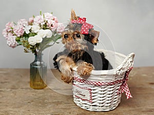 A cute, fluffy Yokrshire Terrier Puppy Sits in a white wicker basket against a white background