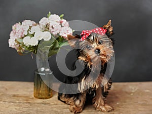 A cute, fluffy Yokrshire Terrier Puppy sits on a wooden table, Posing on camera