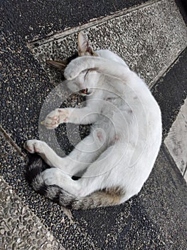 Cute fluppy sleeping white cat