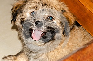 Cute fluppy Tibetan Lhasa puppy